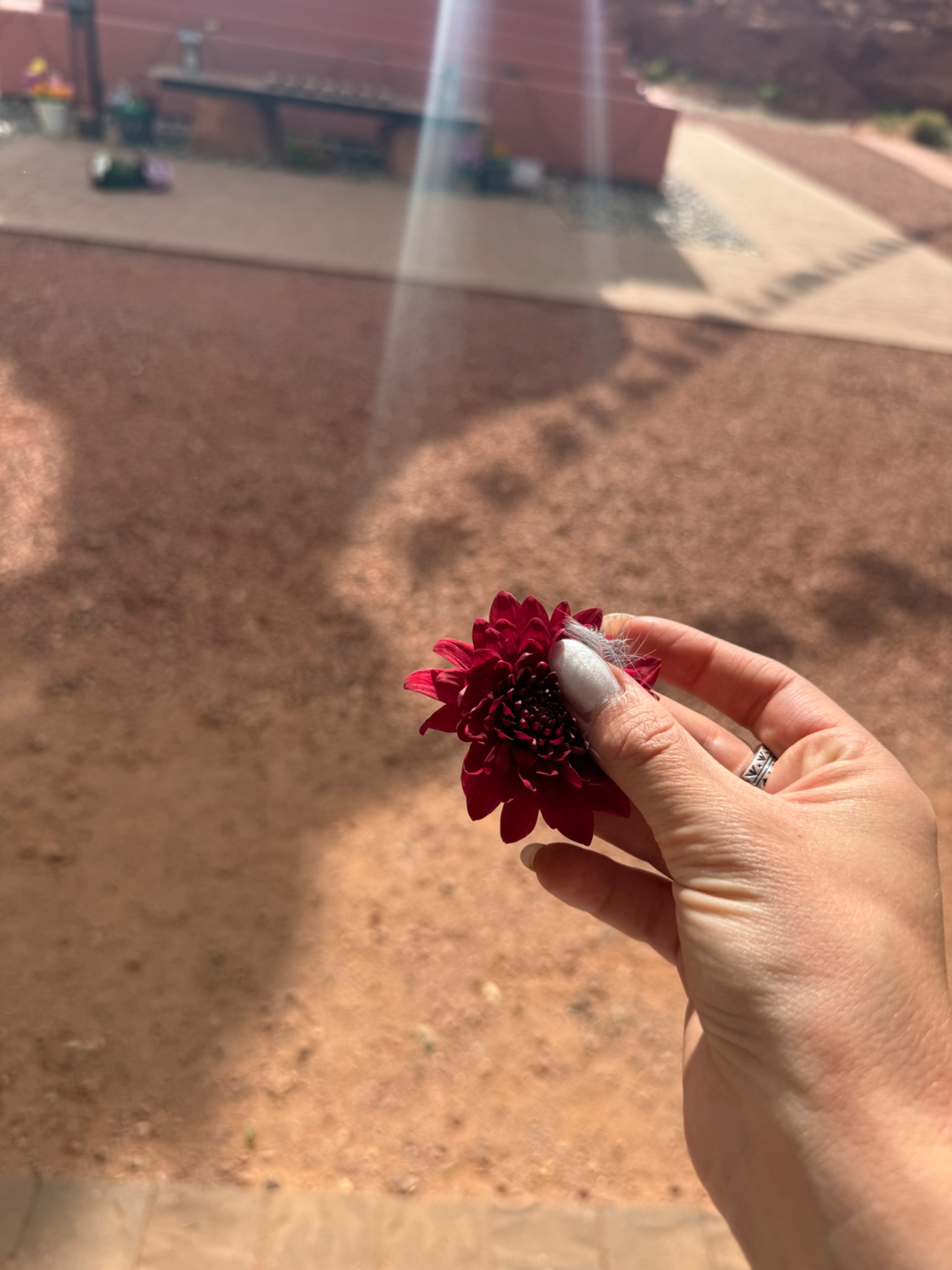 A single red flower held in hand in warm Sedona light